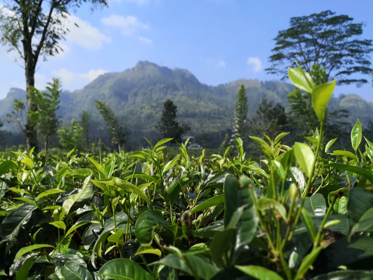 sri lanka tea plantage