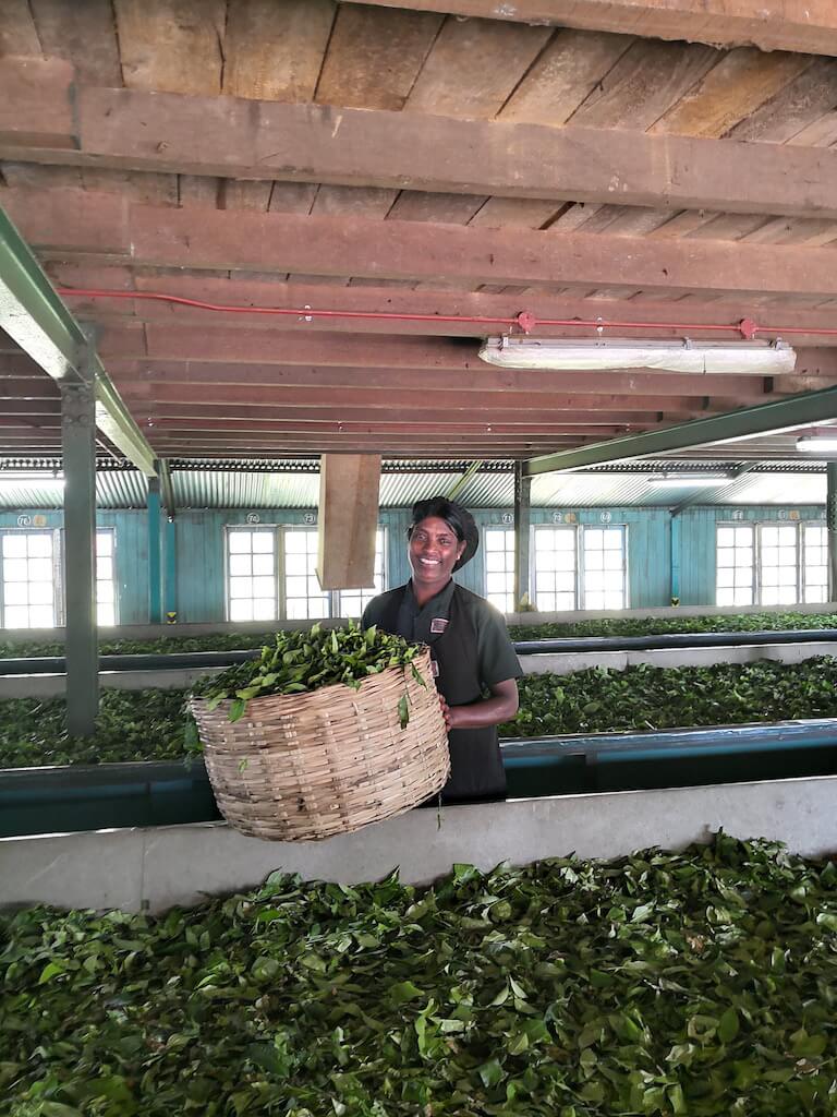 sri lanka tea factory