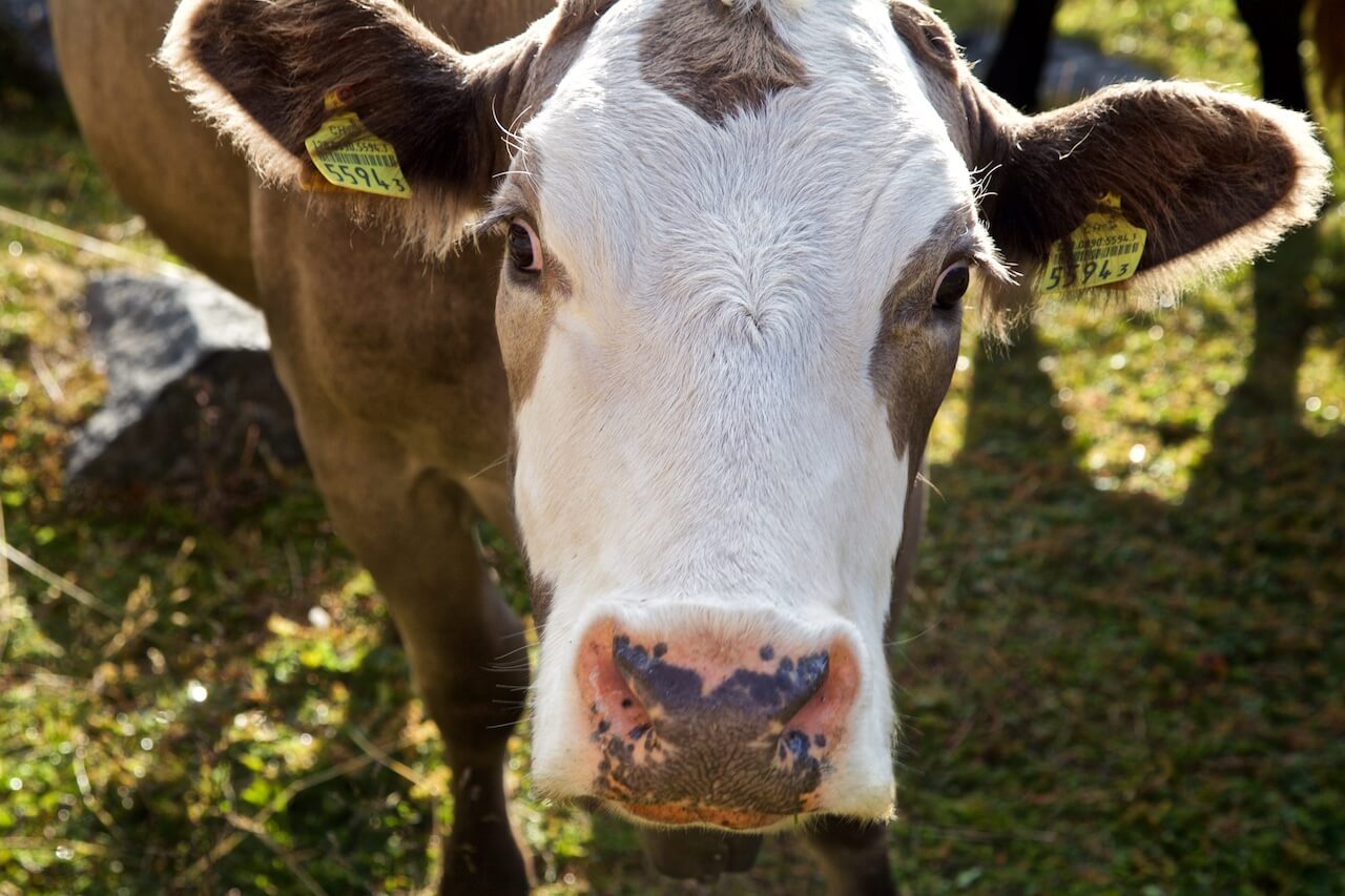 cow switzerland